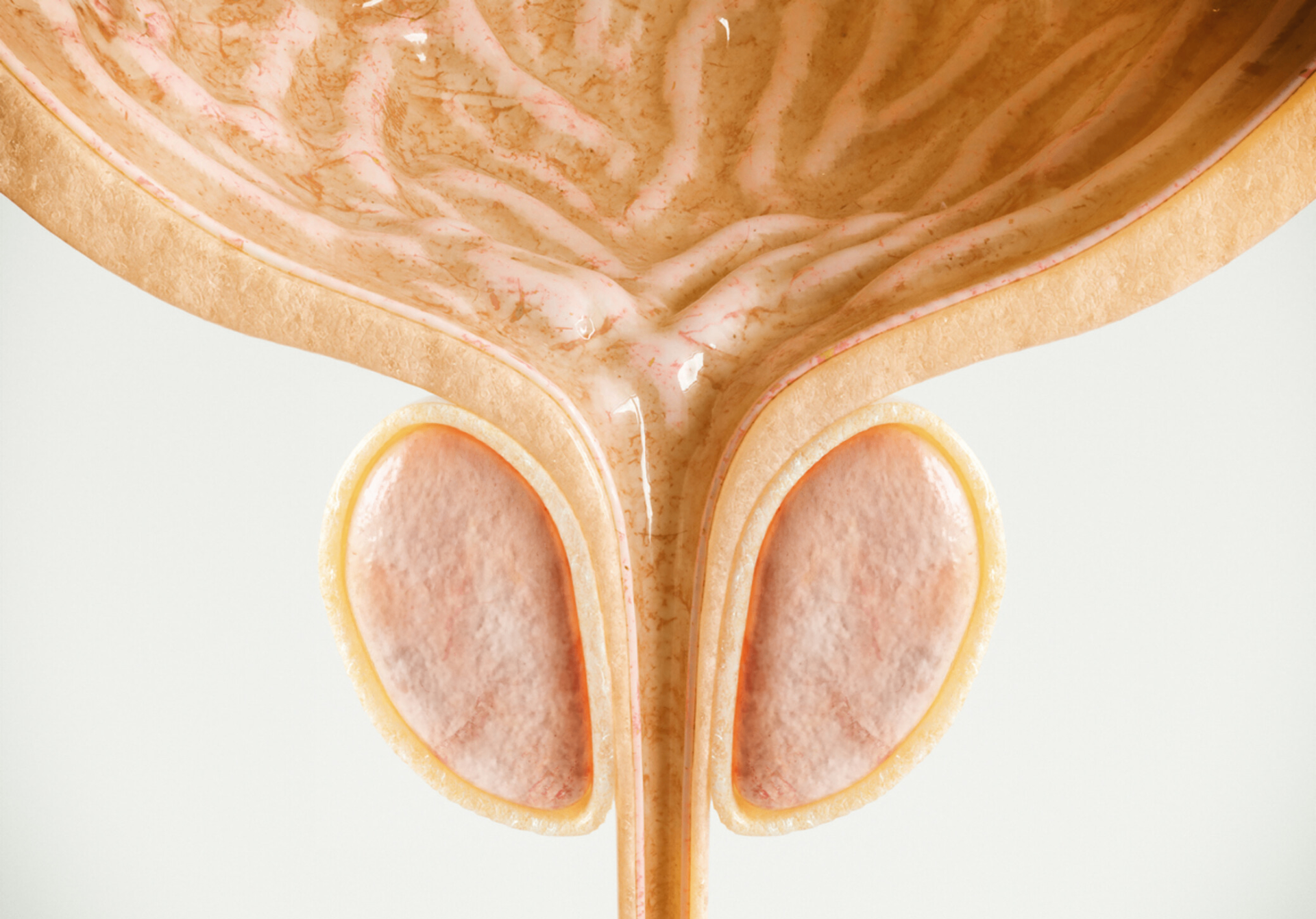 Bladder Wall
